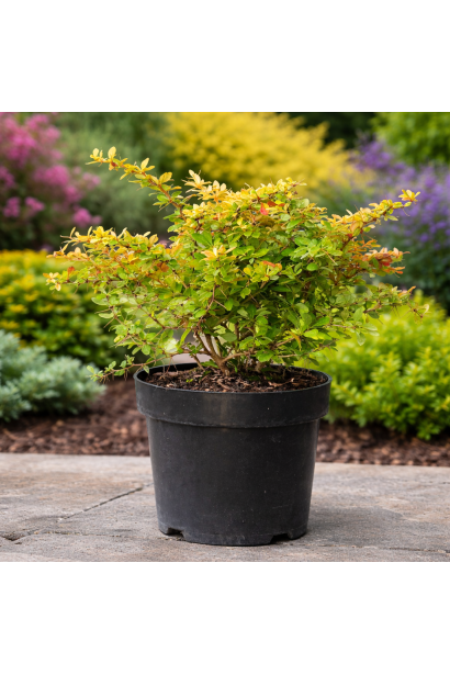 Барбарис Дуал Джевел в горщику